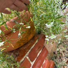 宿根アリッサム　鉢植えの画像