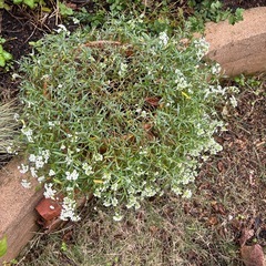 宿根アリッサム　鉢植えの画像