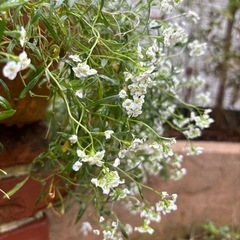 宿根アリッサム　鉢植えの画像