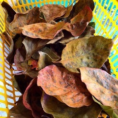 メダカに🍂柿の葉🍃越冬準備.抗菌効果【安眠葉.計５０枚 】Round.11の画像