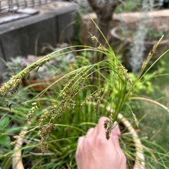 テラコッタ鉢　グラスの画像