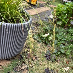 鉢付き　グラスの画像