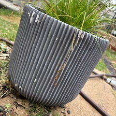 鉢付き　グラスの画像