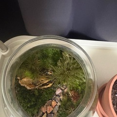 苔、サボテン　無料　取引決定の画像