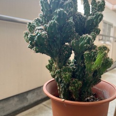 サボテンの画像