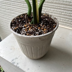 モンステラ　4本立ち【現地渡し限定】の画像