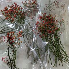 野いばら 野ばら ローズヒップ トゲ処理済み 50本以上 長さランダムの画像