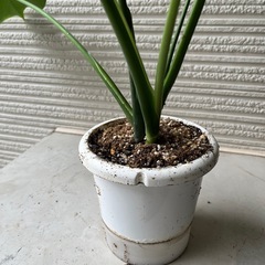 モンステラ　6本立ち　【現地渡し限定】の画像