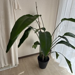 観葉植物/オーガスタの画像