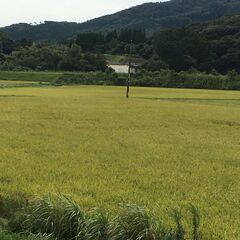 ふっくら、やさしい甘み。福岡が誇る「夢つくし」——令和7年度 福岡県産 夢つくし 玄米30kg　農産物検査品の画像