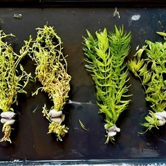 水草　ロタラ　マツモの画像