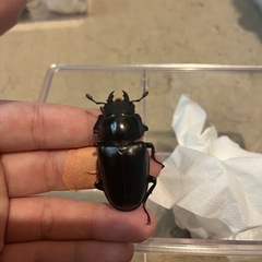 商談中　ギラファノコギリクワガタ（ケイスケ）の画像