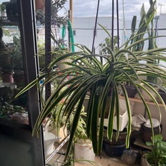 オリヅルランの画像