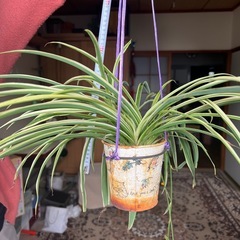 オリヅルランの画像