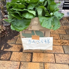 規格外　小松菜　段ボール1箱の画像