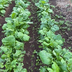 規格外　小松菜　段ボール1箱の画像