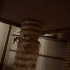 キャットタワーの画像