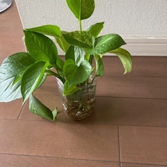 ポトス
の画像