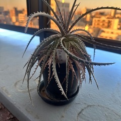 ディッキア 3種セット
の画像