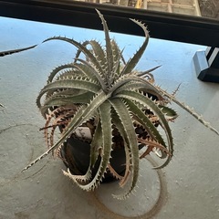 ディッキア 3種セット
の画像