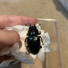 商談中　
ギラファノコギリクワガタ（ケイスケ） の画像