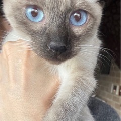 運動神経抜群のポインテッドシャム♡里親会参加します