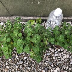 アロマティカス　多肉植物　ハーブ　3鉢セット　本年最終1112の画像