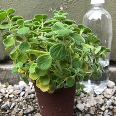 アロマティカス　多肉植物　ハーブ　3鉢セット　本年最終1112の画像