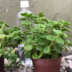 アロマティカス　多肉植物　ハーブ　3鉢セット　本年最終1112の画像