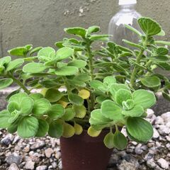 アロマティカス　多肉植物　ハーブ　3鉢セット　本年最終1112の画像