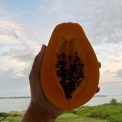 タネ（パパイヤ・シークワーサー・鳳凰木）の画像