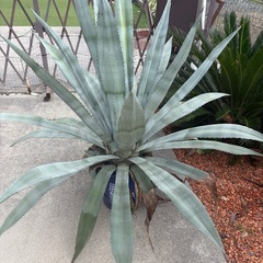 巨大アガベリュウゼツランの画像