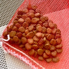 タネ（パパイヤ・シークワーサー・鳳凰木）の画像