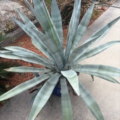 巨大アガベリュウゼツランの画像