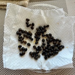 タネ（パパイヤ・シークワーサー・鳳凰木）の画像