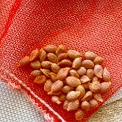 タネ（パパイヤ・シークワーサー・鳳凰木）の画像