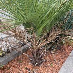 やしのきヤシの木の画像