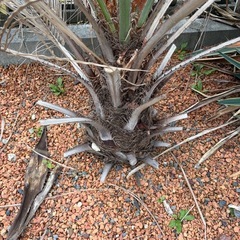 やしのきヤシの木の画像