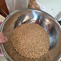 令和7年産ヒノヒカリ 玄米10kg　冷蔵保管①の画像