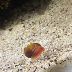 レッドラムズホーン
の画像