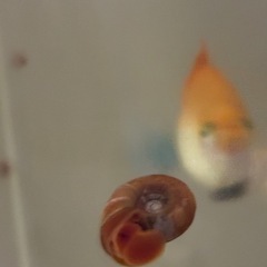 レッドラムズホーン
の画像