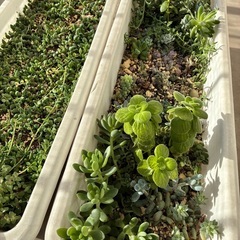 植物  多肉  大量 もりもり育ってます  1鉢 価格の画像