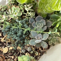 植物  多肉  大量 もりもり育ってます  1鉢 価格の画像