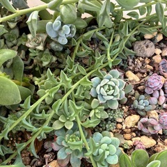 植物  多肉  大量 もりもり育ってます  1鉢 価格の画像