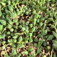 植物  多肉  大量 もりもり育ってます  1鉢 価格の画像