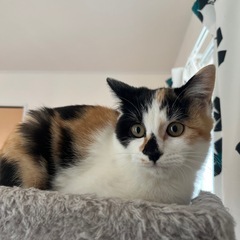 三毛猫 中毛 女の子 5ヶ月 人馴れしました！