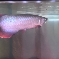 シルバーアロワナの画像