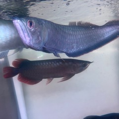 ブラックアロワナの画像