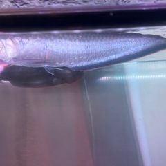 ブラックアロワナの画像