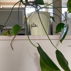 モンステラの画像